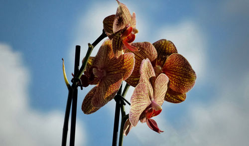 Low angle view of flowering plant against sky