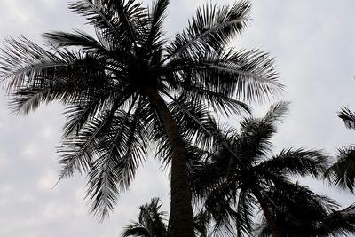 Low angle view of palm tree against sky