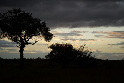 Silhouette trees on landscape against sky at sunset