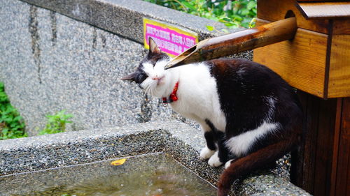 Cat at water fountain in japanese garden