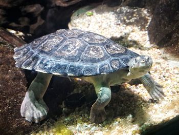 Close-up of tortoise