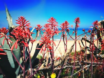 Close-up of red flowers against clear blue sky