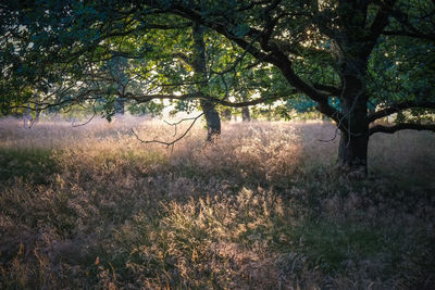 Trees growing in park