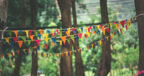 Low angle view of kite in forest