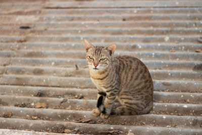 Portrait of cat sitting on staircase