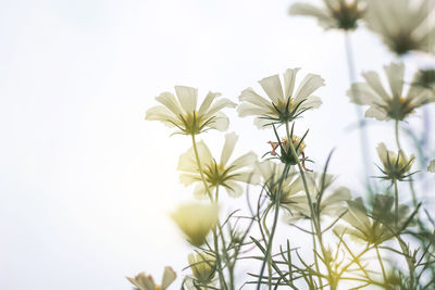 Close-up of white flowering plants against sky