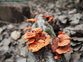 Close-up of fungus growing outdoors