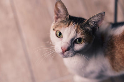 Close-up portrait of a cat