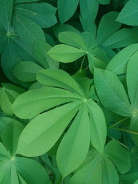 Full frame shot of plants