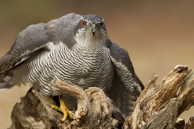 Close-up of owl perching on branch