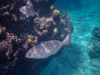 Fish swimming in sea