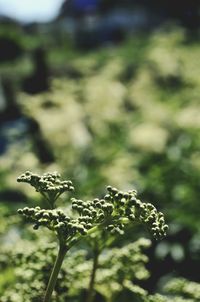 Close-up of plant