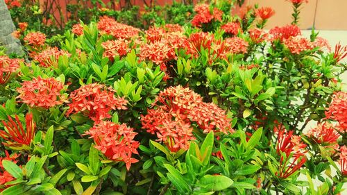 Close-up of red flowers