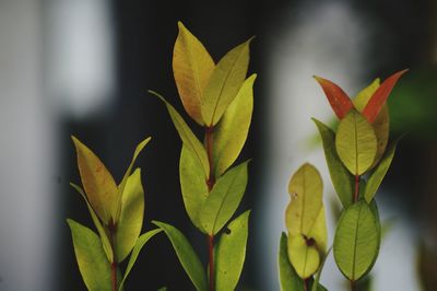 Close-up of yellow leaves on plant