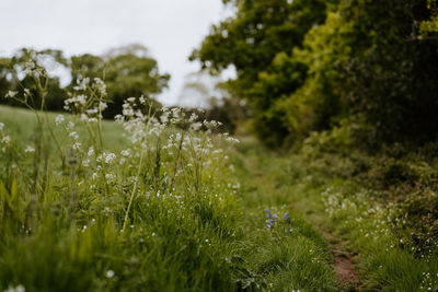 Scenic view of flowering plants on field