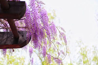 Close-up of pink flowers