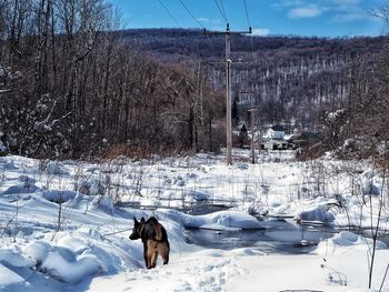 Dog on snow covered landscape