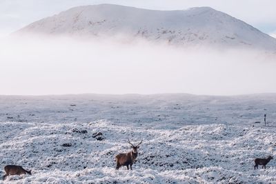 Deer on snow covered landscape against mountain