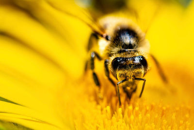 Close-up of bee pollinating on yellow flower