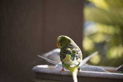 Close-up of parrot perching on wood