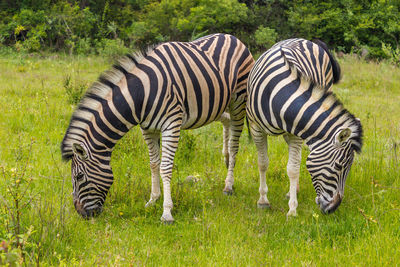 Close-up of zebra