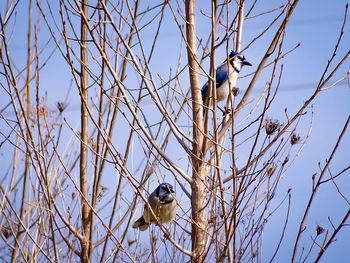 Low angle view of bird perching on bare tree against clear sky