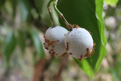 Close-up of fruit growing on tree