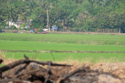 Scenic view of agricultural field