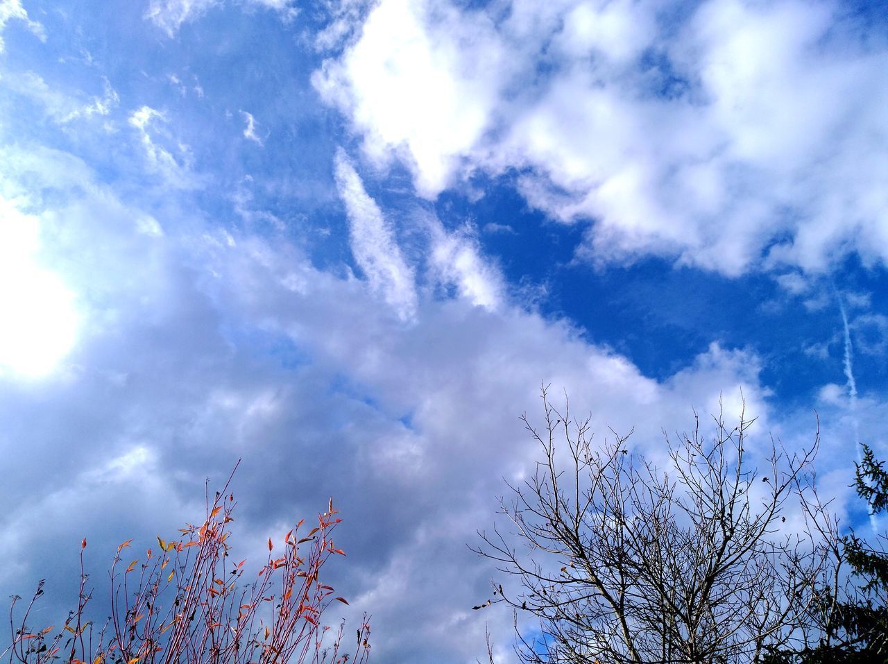 LOW ANGLE VIEW OF TREE AGAINST BLUE SKY