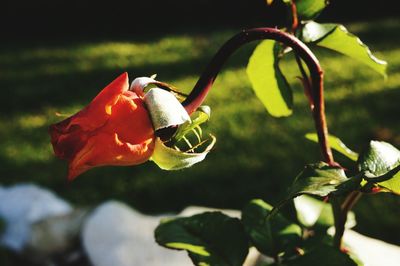 Close-up of honey bee on flower