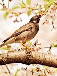 View of bird perching on branch
