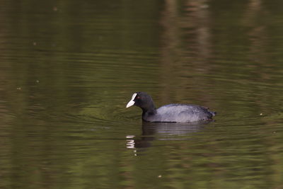 Swan swimming in lake