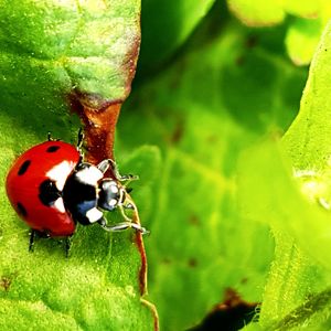 Close-up of ladybug on leaf