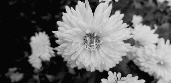 Close-up of bee on white flower