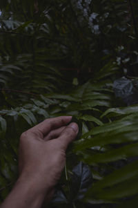 Close-up of hand holding leaves