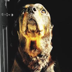 Close-up portrait of a cat