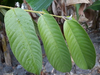 Close-up of fresh green leaf