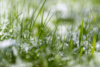 Close-up of grass in water