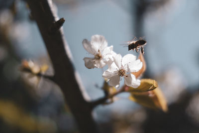 Close-up of white cherry blossom