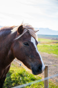 Close-up of horse in field