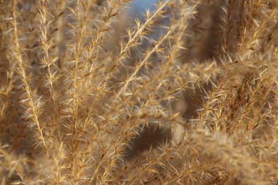 Plants growing on field