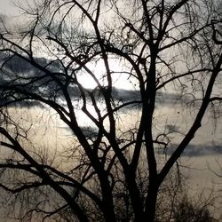 Bare trees against sky