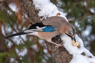 Bird perching on a tree