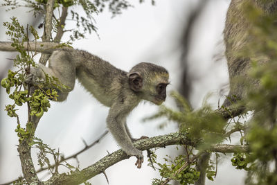 Low angle view of monkey on tree