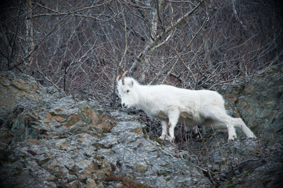 White horse in a forest