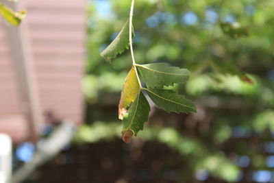 Close-up of plant leaves during autumn