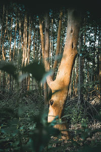 View of trees in forest