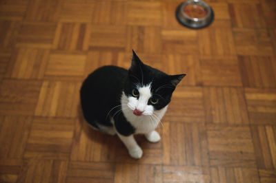 High angle view of cat on hardwood floor