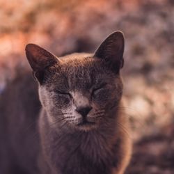 Close-up of grey cat with eyes closed