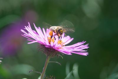 Close-up of honey bee on purple flower